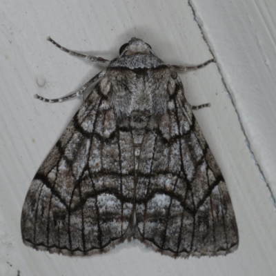 Stibaroma undescribed species (A Line-moth) at Ainslie, ACT - 11 Apr 2020 by jb2602