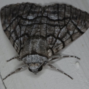 Stibaroma undescribed species at Ainslie, ACT - 11 Apr 2020