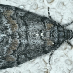 Smyriodes undescribed species nr aplectaria at Ainslie, ACT - 11 Apr 2020 by jb2602