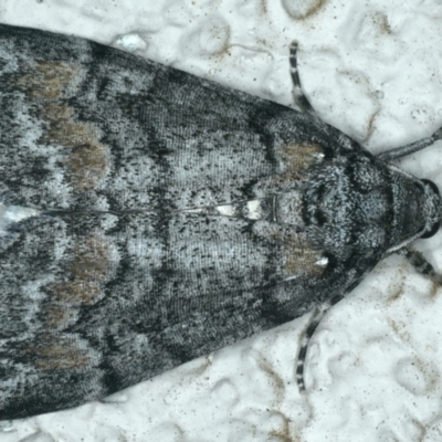 Smyriodes undescribed species nr aplectaria at Ainslie, ACT - 11 Apr 2020 by jbromilow50