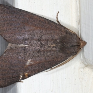 Paralaea porphyrinaria at Ainslie, ACT - 11 Apr 2020