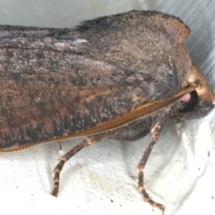 Paralaea porphyrinaria at Ainslie, ACT - 11 Apr 2020