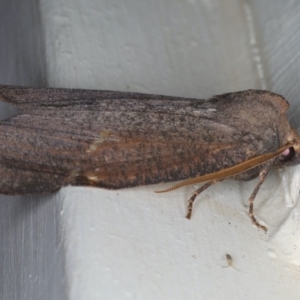 Paralaea porphyrinaria at Ainslie, ACT - 11 Apr 2020