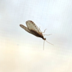 Stenosmylus tenuis (Osmylid lacewing) at Greenleigh, NSW - 24 Mar 2020 by LyndalT