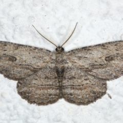 Ectropis excursaria (Common Bark Moth) at Ainslie, ACT - 11 Apr 2020 by jb2602