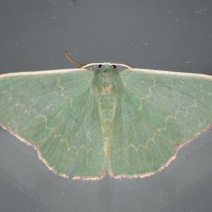 Prasinocyma semicrocea at Ainslie, ACT - 11 Apr 2020