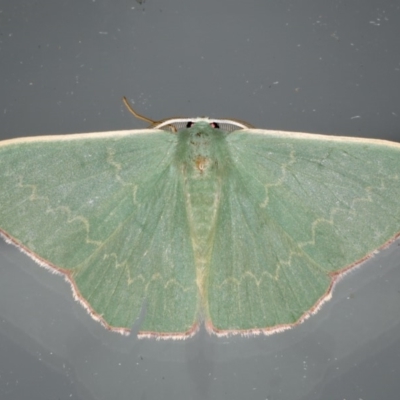 Prasinocyma semicrocea (Common Gum Emerald moth) at Ainslie, ACT - 11 Apr 2020 by jbromilow50