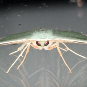 Prasinocyma semicrocea at Ainslie, ACT - 11 Apr 2020