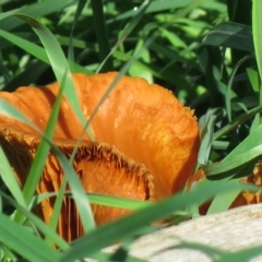 Unidentified Fungus at Stony Creek - 10 Apr 2020 by SandraH