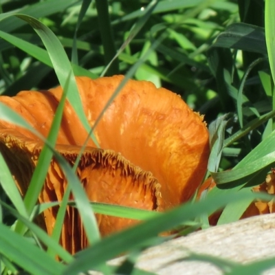 Unidentified Fungus at Stony Creek - 11 Apr 2020 by SandraH