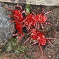 Trombidiidae (family) (Red velvet mite) at Majura, ACT - 11 Apr 2020 by jbromilow50