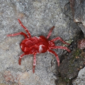 Trombidiidae (family) at Majura, ACT - 11 Apr 2020