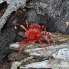 Trombidiidae (family) at Majura, ACT - 11 Apr 2020