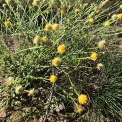 Calotis lappulacea (Yellow Burr Daisy) at Mount Jerrabomberra - 12 Apr 2020 by roachie