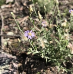 Vittadinia cuneata var. cuneata (Fuzzy New Holland Daisy) at Mount Jerrabomberra QP - 12 Apr 2020 by roachie