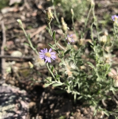 Vittadinia cuneata var. cuneata (Fuzzy New Holland Daisy) at Jerrabomberra, NSW - 12 Apr 2020 by roachie