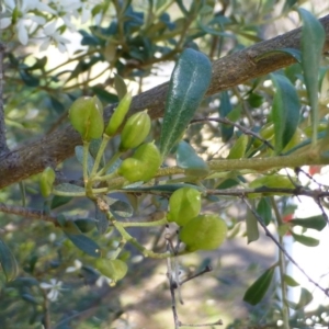 Bursaria spinosa at Red Hill, ACT - 12 Apr 2020