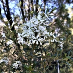 Bursaria spinosa at Red Hill, ACT - 12 Apr 2020