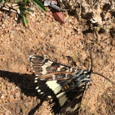 Apina callisto (Pasture Day Moth) at Deakin, ACT - 12 Apr 2020 by KL