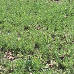 Chrysocephalum apiculatum (Common Everlasting) at Deakin, ACT - 13 Apr 2020 by KL