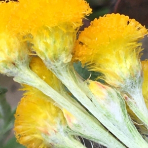 Chrysocephalum apiculatum at Deakin, ACT - 13 Apr 2020