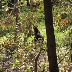 Wallabia bicolor (Swamp Wallaby) at Red Hill Nature Reserve - 12 Apr 2020 by KL