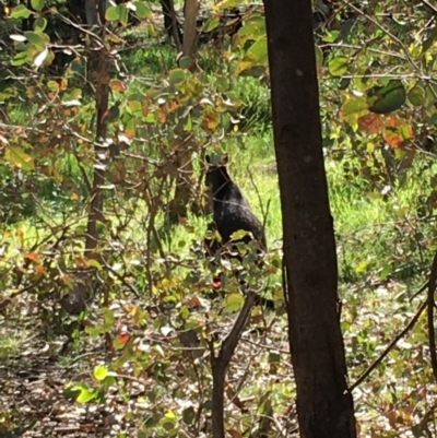 Wallabia bicolor (Swamp Wallaby) at Deakin, ACT - 12 Apr 2020 by KL