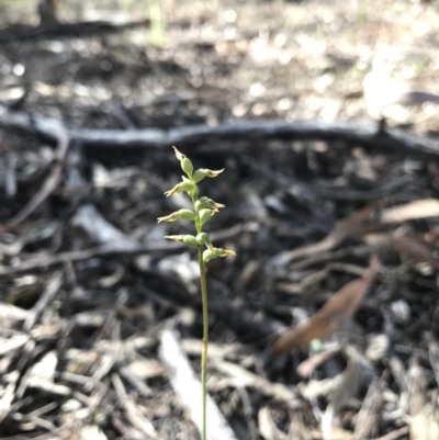 Corunastylis clivicola (Rufous midge orchid) at Mount Jerrabomberra QP - 12 Apr 2020 by roachie