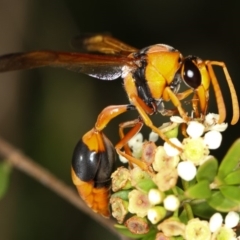 Delta bicinctum (Potter wasp) at Dunlop, ACT - 30 Jan 2013 by Bron