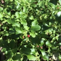 Einadia hastata (Berry Saltbush) at Mount Jerrabomberra QP - 12 Apr 2020 by roachie