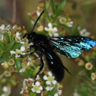Austroscolia soror (Blue Flower Wasp) at Dunlop, ACT - 30 Jan 2013 by Bron