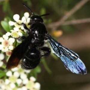 Austroscolia soror at Dunlop, ACT - 30 Jan 2013 02:27 PM