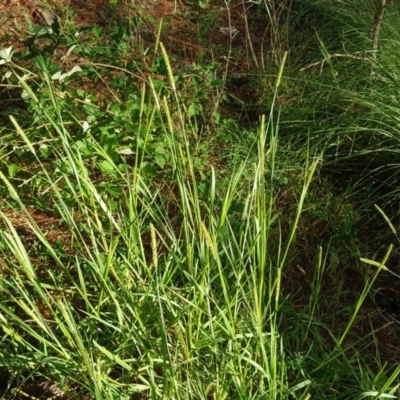 Setaria sp. (Pigeon Grass) at Isaacs, ACT - 12 Apr 2020 by Mike