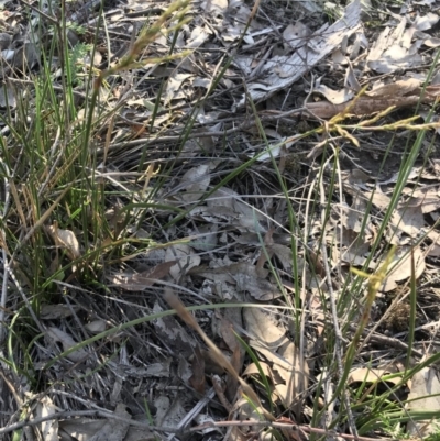 Lepidosperma laterale (Variable Sword Sedge) at Karabar, NSW - 12 Apr 2020 by roachie