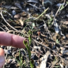 Speculantha rubescens (Blushing Tiny Greenhood) at Mount Jerrabomberra QP - 12 Apr 2020 by roachie