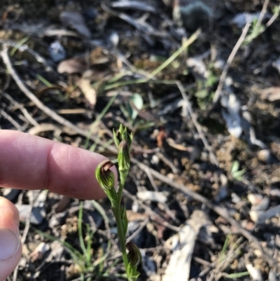 Speculantha rubescens (Blushing Tiny Greenhood) at Mount Jerrabomberra QP - 12 Apr 2020 by roachie