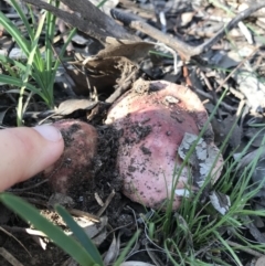 Russula sp. (genus) (Russula) at Mount Jerrabomberra - 12 Apr 2020 by roachie