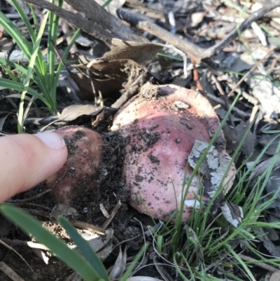 Russula sp. (Russula) at Mount Jerrabomberra - 11 Apr 2020 by roachie