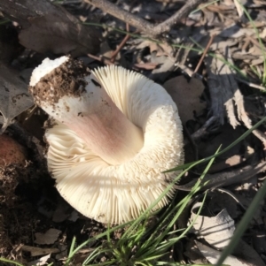 Russula sp. (genus) at Karabar, NSW - 12 Apr 2020