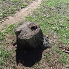 Papyrius nitidus (Shining Coconut Ant) at Jerrabomberra, ACT - 12 Apr 2020 by Mike