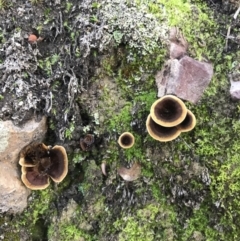 Unidentified Cap on a stem; none of the above at Jerrabomberra, NSW - 23 Apr 2020 by roachie