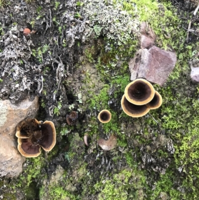 Unverified Cap on a stem; none of the above at Jerrabomberra, NSW - 23 Apr 2020 by roachie