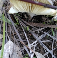 Amanita sp. at Dunlop, ACT - 12 Apr 2020