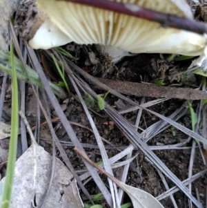 Amanita sp. at Dunlop, ACT - 12 Apr 2020