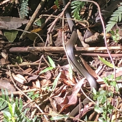 Unidentified Snake at Wattamolla, NSW - 9 Apr 2020 by WattaWanderer