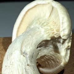 zz agaric (stem; gills white/cream) at Kambah, ACT - 13 Apr 2020 by Marthijn