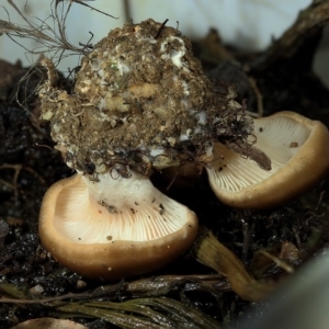 zz agaric (stem; gills white/cream) at Kambah, ACT - 12 Apr 2020