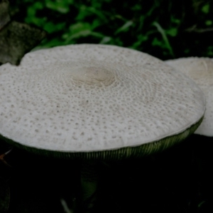 Chlorophyllum/Macrolepiota sp. (genus) at Coree, ACT - 31 Mar 2020