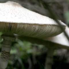 Chlorophyllum/Macrolepiota sp. (genus) at Coree, ACT - 31 Mar 2020