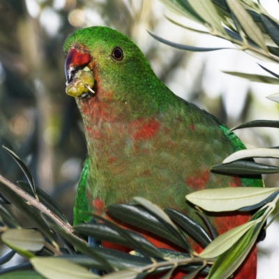 Alisterus scapularis (Australian King-Parrot) at Kambah, ACT - 12 Apr 2020 by Marthijn